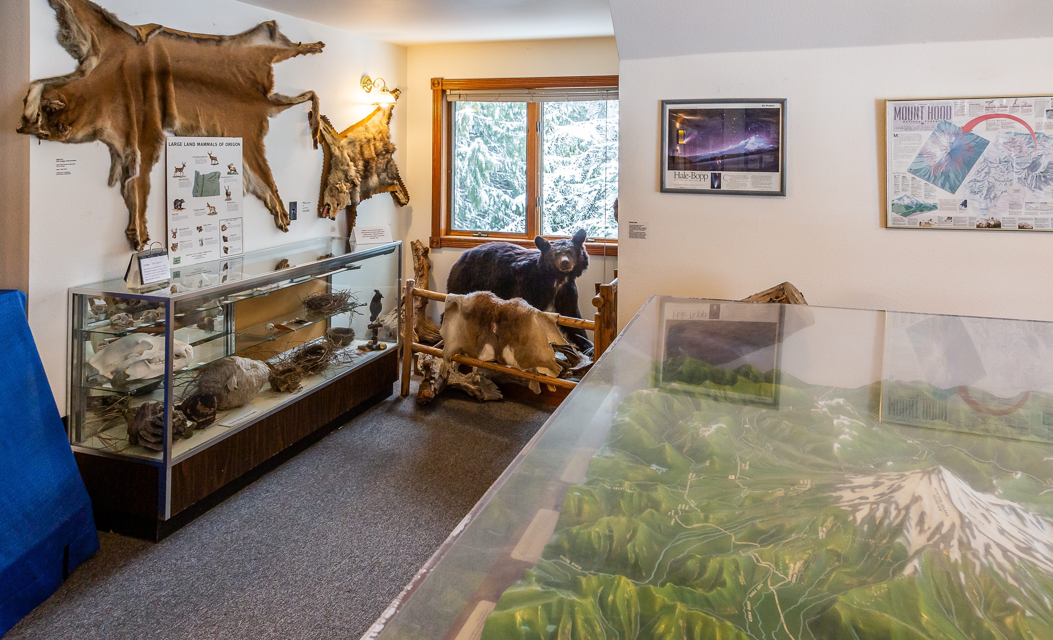 The focus of this gallery is the natural history of Mount Hood with special emphasis on the geology and fauna.  The three-dimensional terrain model is a must see.  Mountain climbing and the 10th Mountain Army Division exhibits are also located in this gallery.