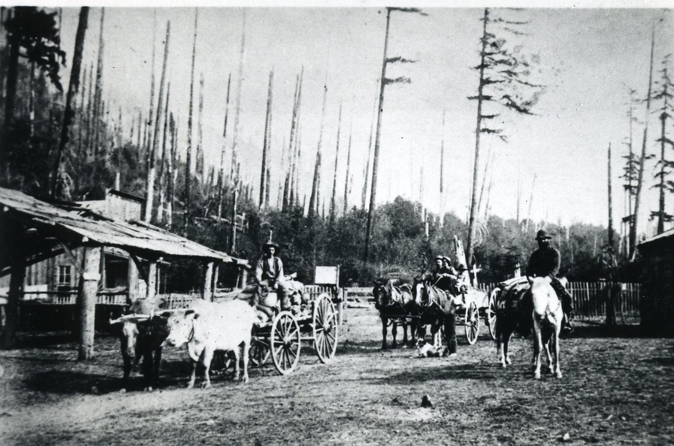 Tollgate on Barlow Road 1885 Rhododendron