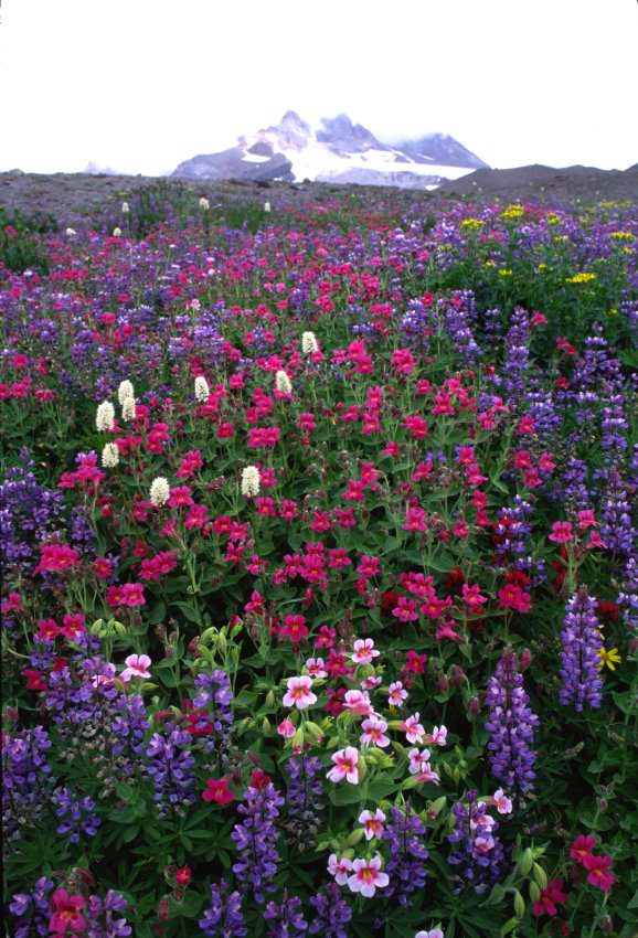 Wildflowers on Mount Hood
